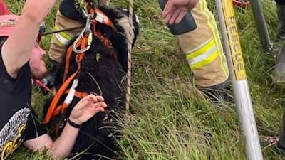 Dog rescued after being stuck underground for seven hours | ITV News Wales
