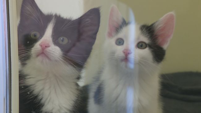 111021 cats