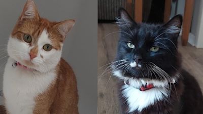 Picture of Bonnie and Clyde, the cats who were poisoned