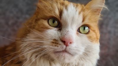 Cat needs a new home in Devon