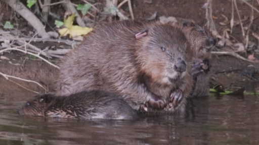 Beavers build first dam on Exmoor in 400 years | West ...