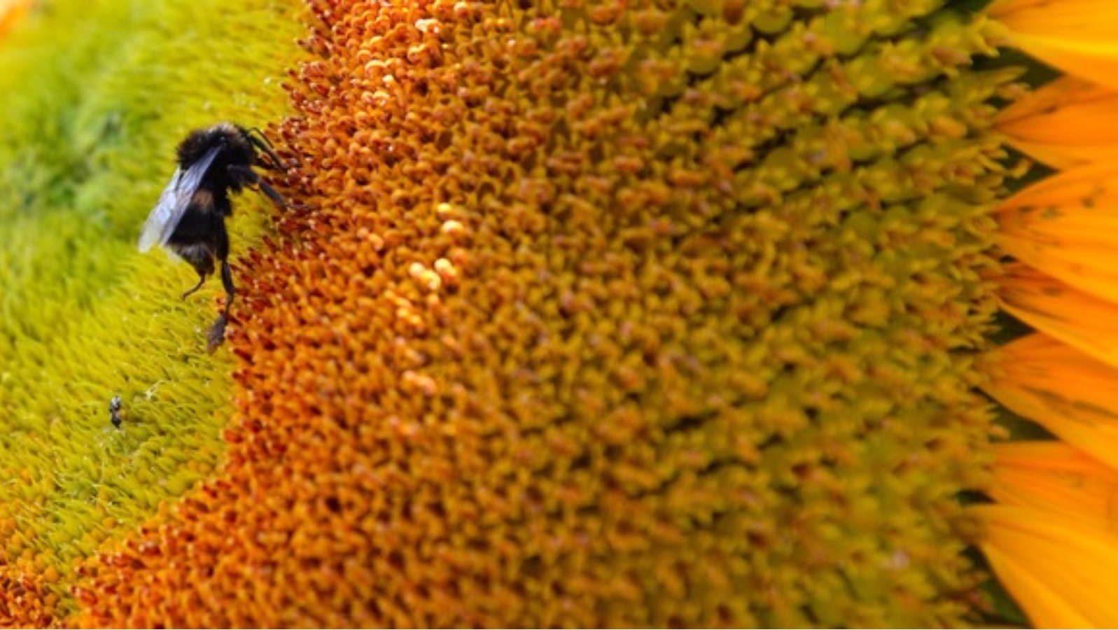 Pollen count update with Jon Mitchell 5th of June ITV News Calendar