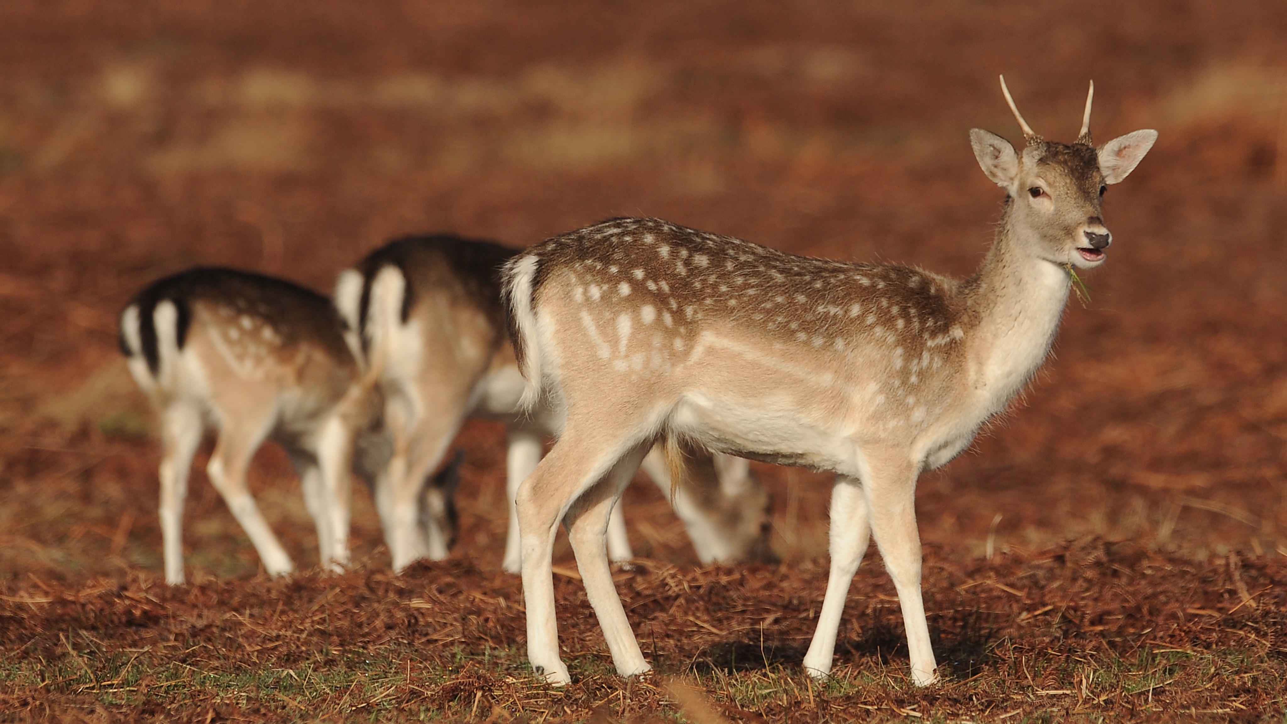 Archaeologists start to unveil the secrets of Leicestershire's Bradgate ...