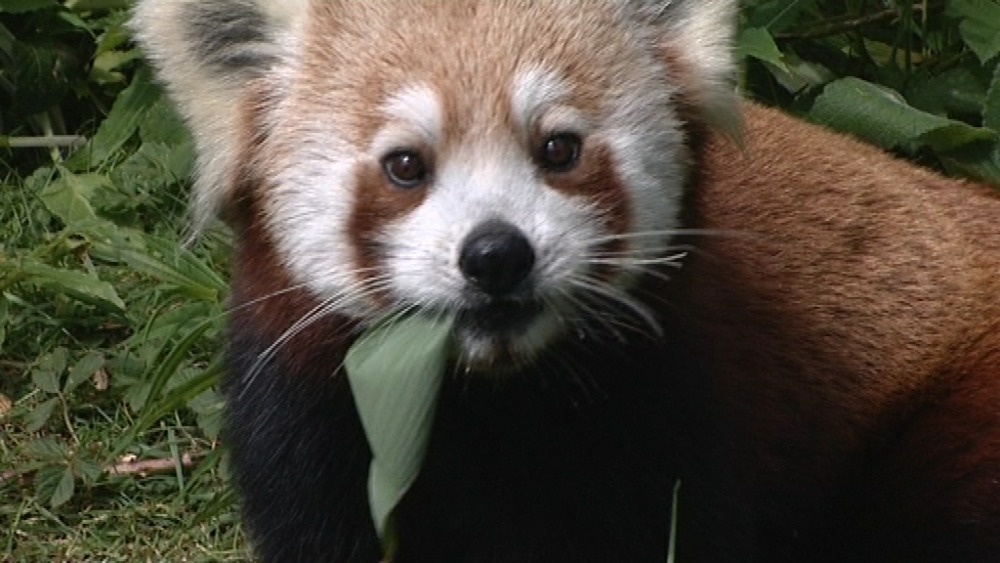 Red panda breeding programme in Galloway welcomes new male | ITV News