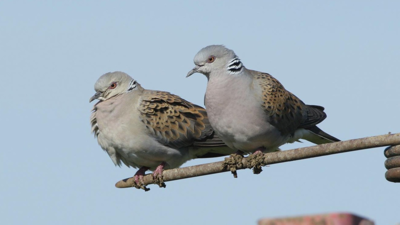 Help me pick my Turtle Dove Empreinte