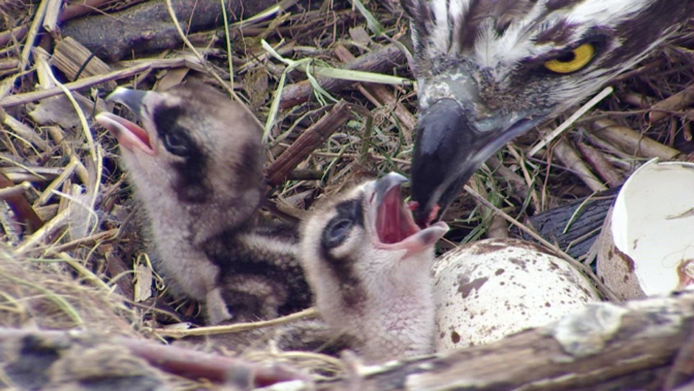Two osprey chicks hatch together at Cors Dyfi Reserve ITV News Wales