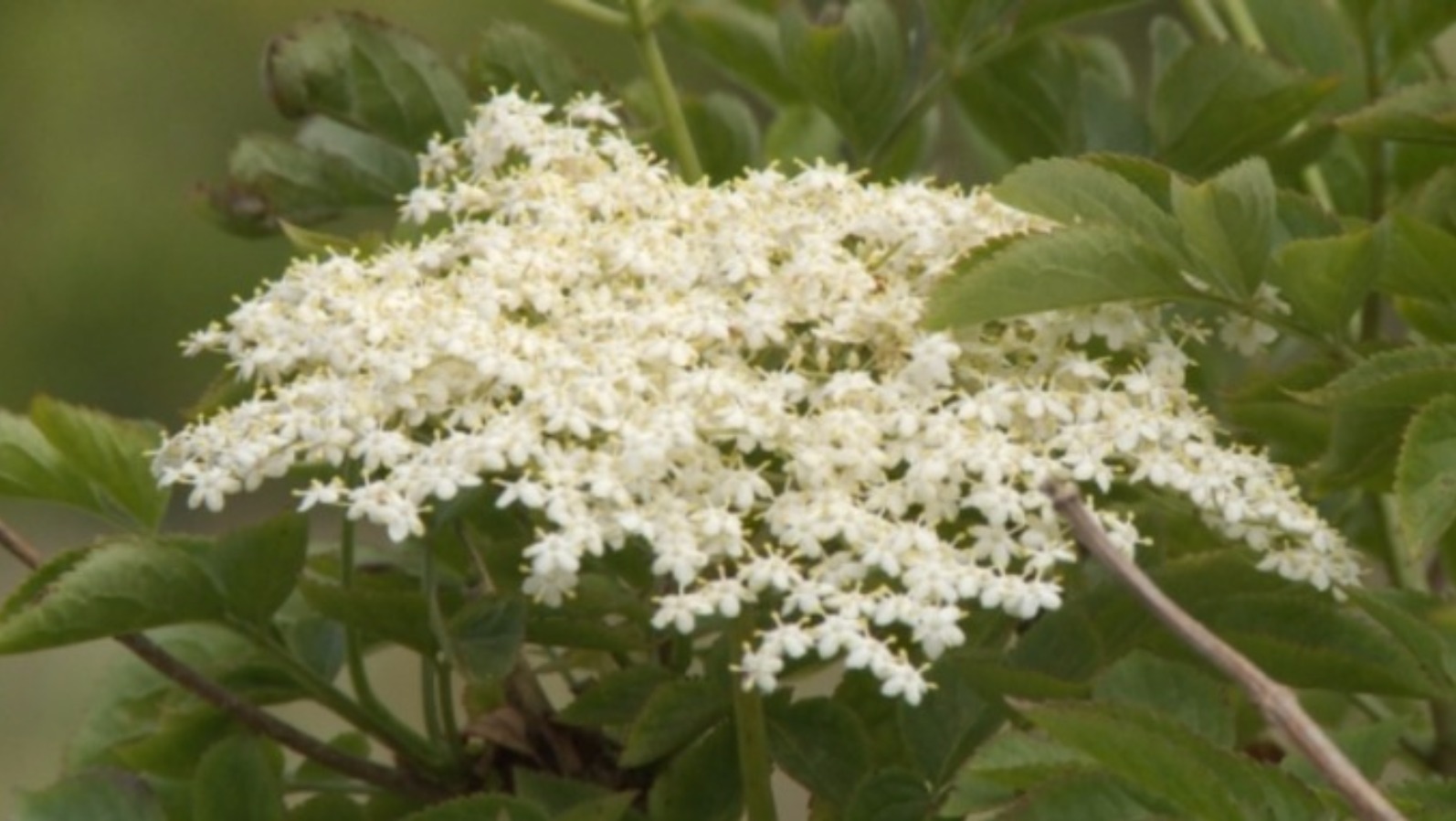 Incredibly edible elderflower is the star ingredient of the season