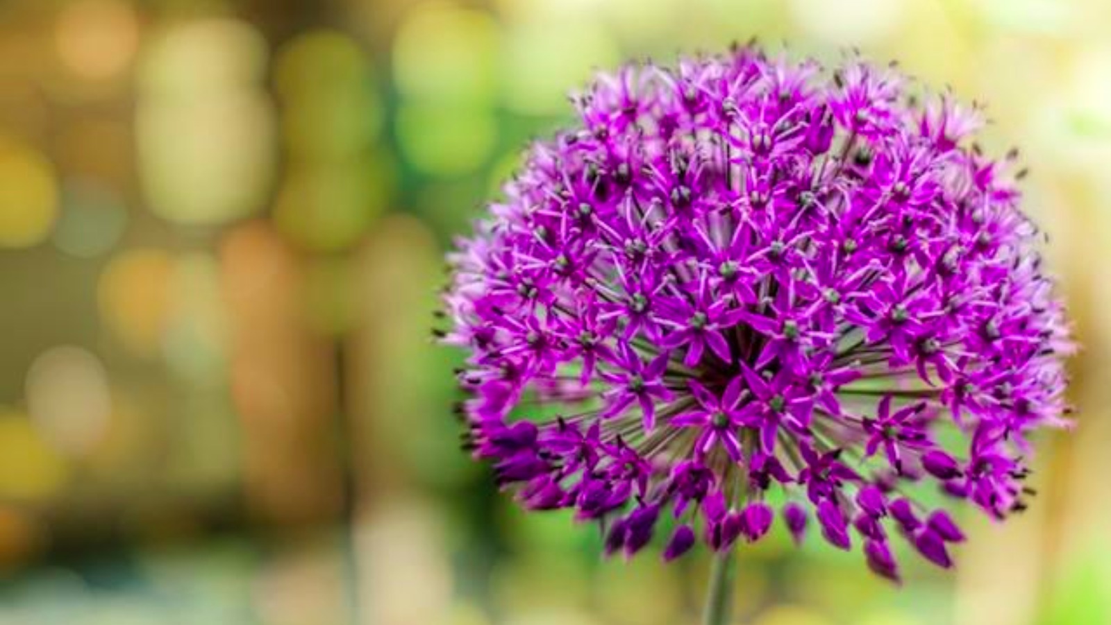 Pollen count 7th July ITV News Calendar