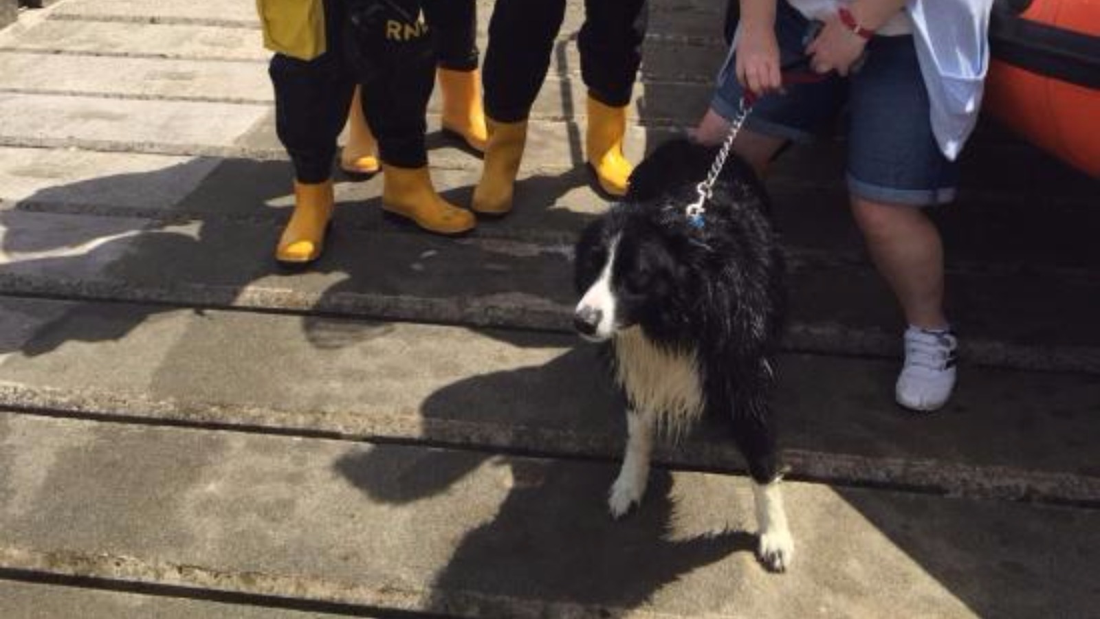 Dog rescued after plunging 30ft over cliff | ITV News Anglia