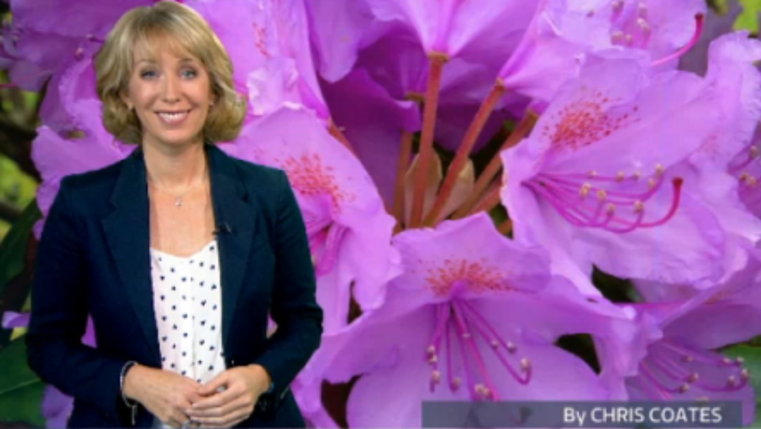 the-pollen-forecast-for-the-weekend-itv-news-granada