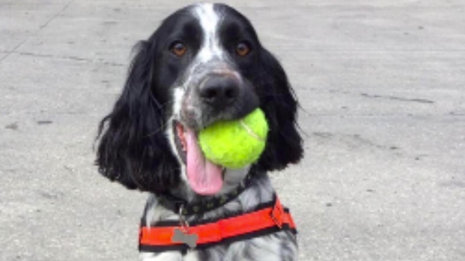 cocker spaniel rescue midlands