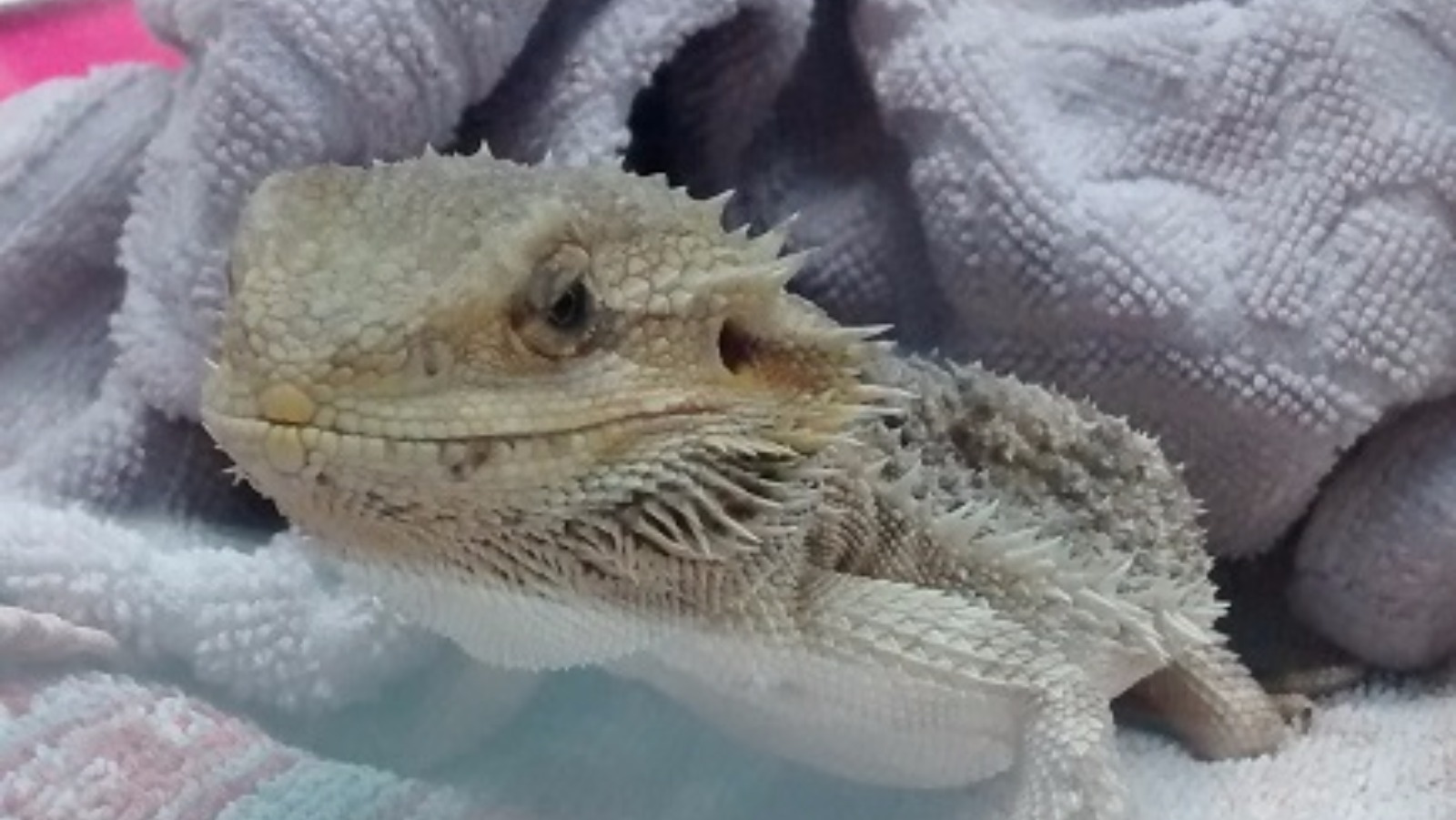 Charity appeals for owners to do their research before buying exotic