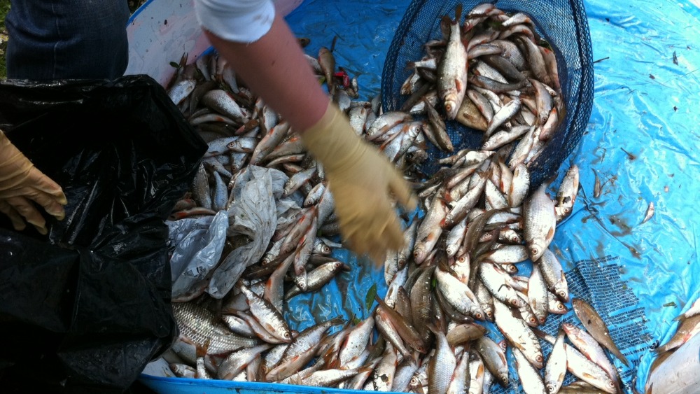 Rescue operation to save fish | ITV News Central