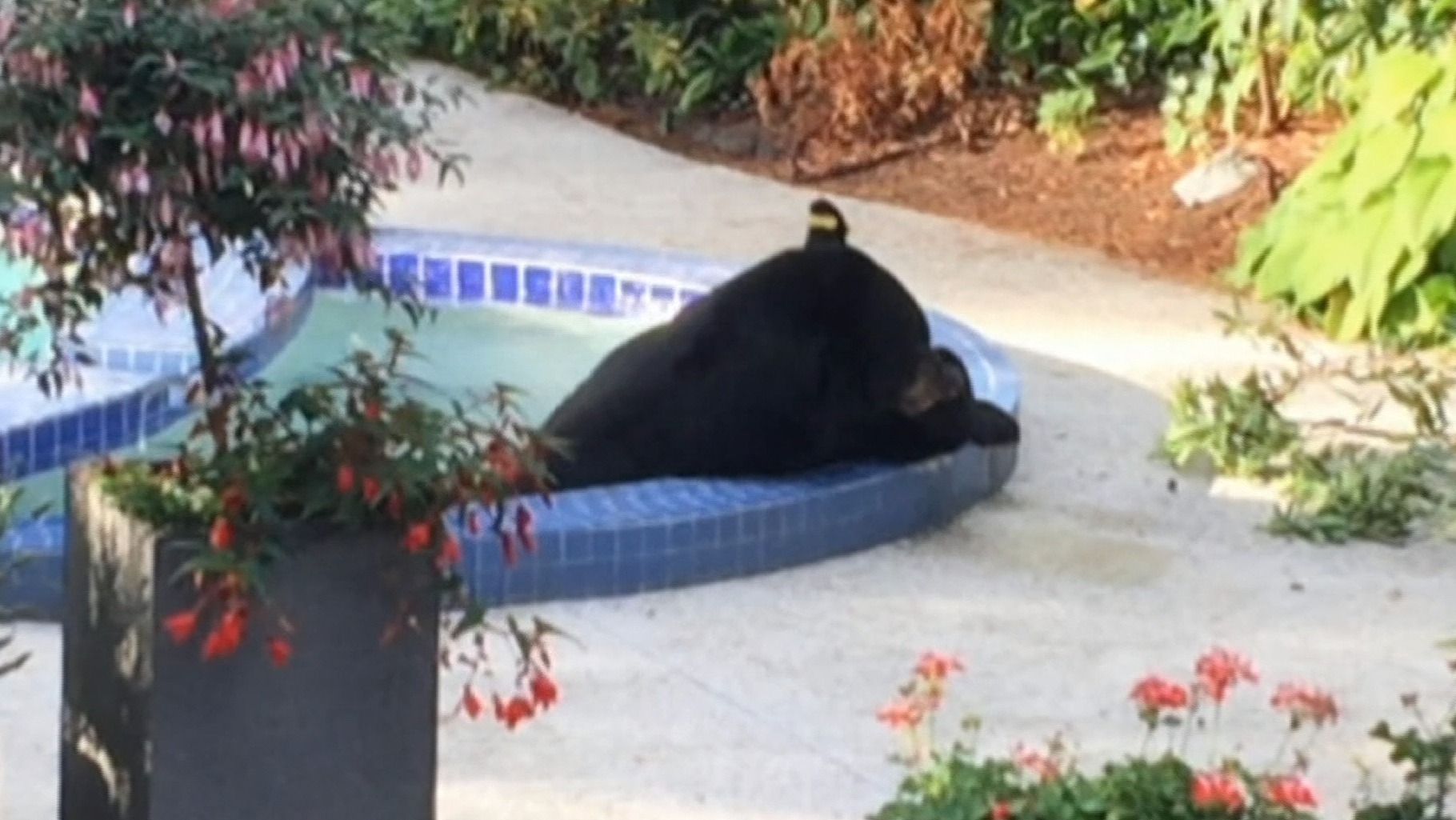 Black bear captured relaxing in couple's hot tub | ITV News