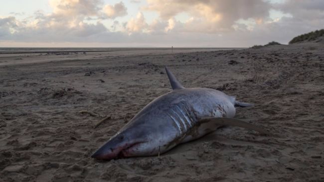 Huge porbeagle shark caught off the Welsh coast - Wales Online