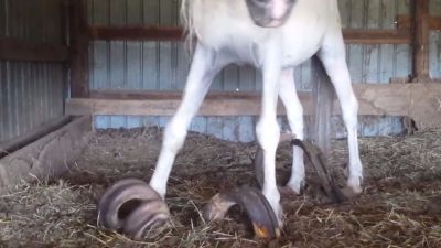 Horses 'abandoned for 15 years' had hooves so long they could barely walk |  ITV News