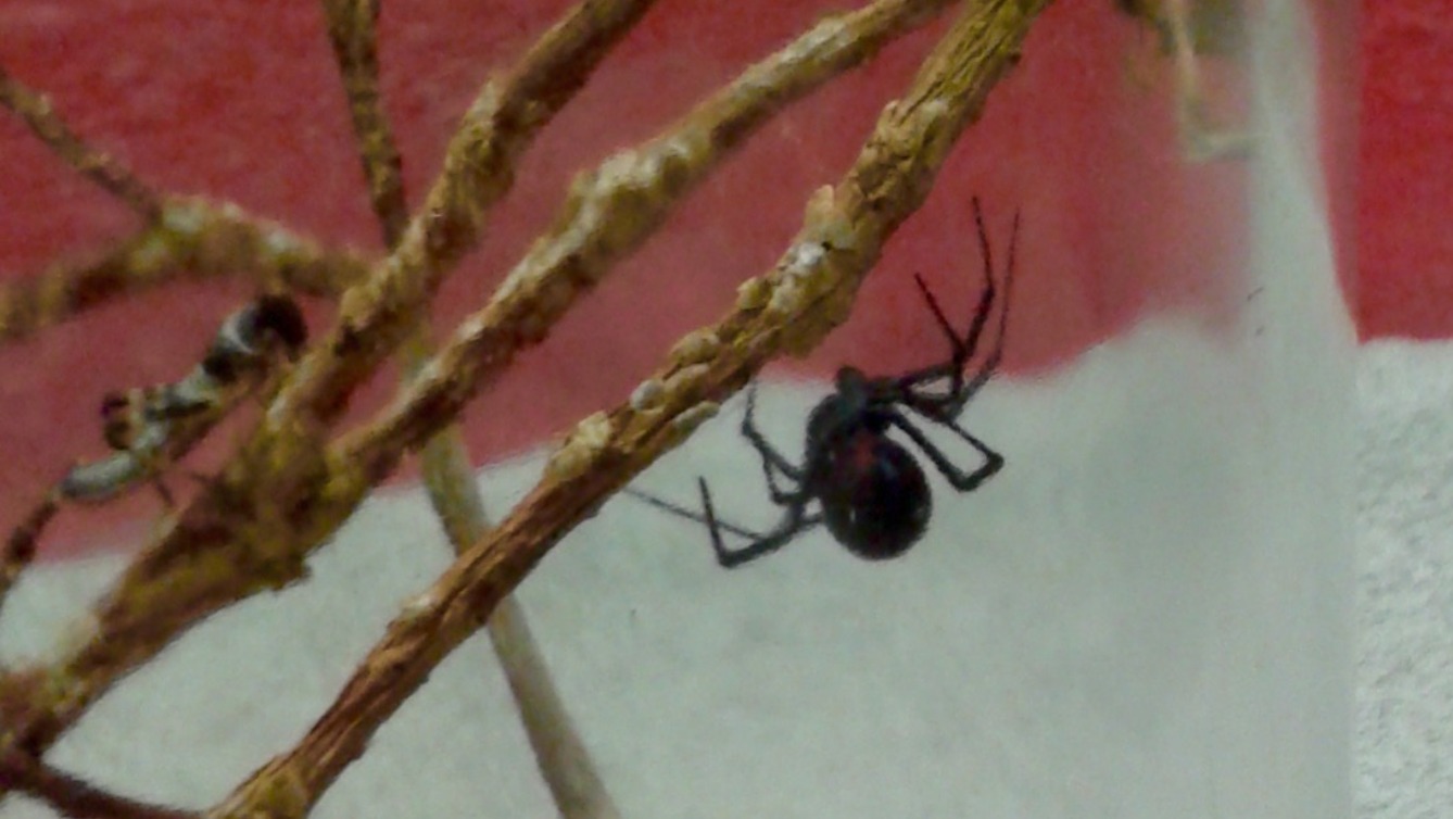 Poisonous Black Widow Spider Discovered In Camper Van Imported From