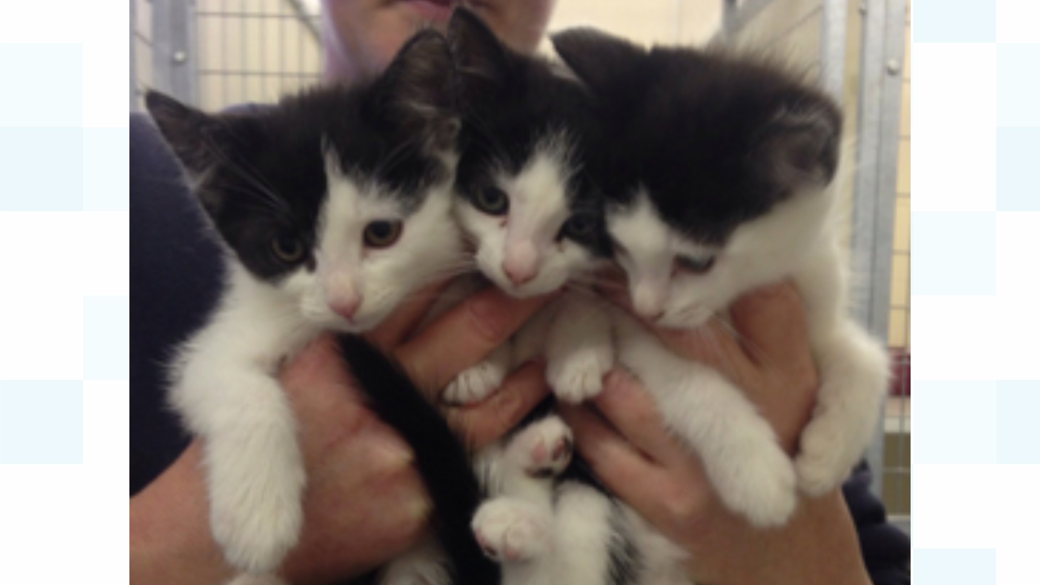 Six kittens dumped in StokeonTrent ITV News Central