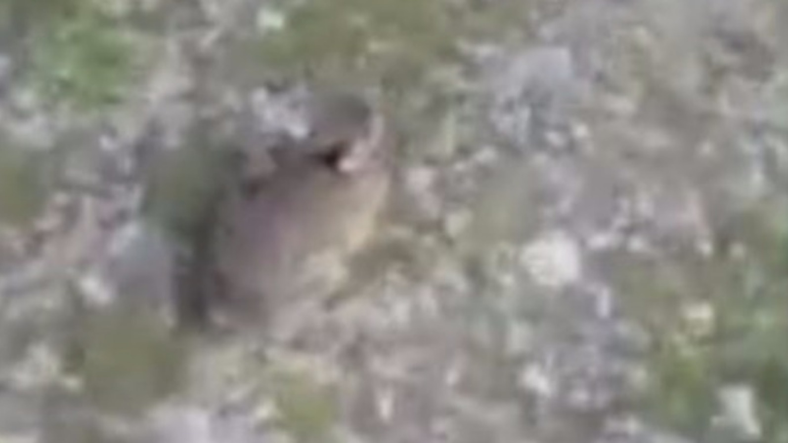 Man who kicked rabbit across field given suspended jail sentence | ITV ...