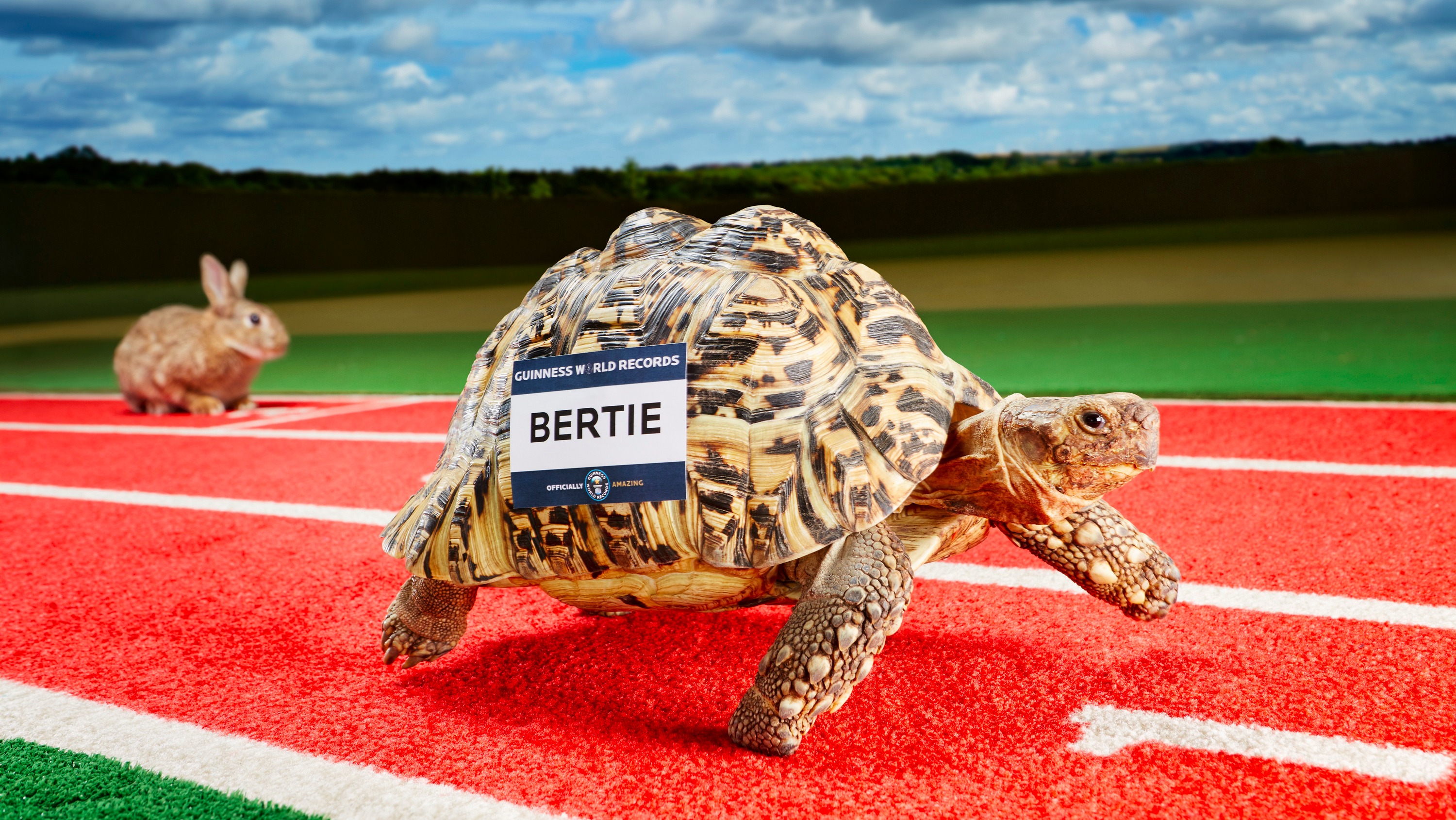 Bertie, the 'Usain Bolt' of tortoises, breaks world record | ITV News Tyne  Tees