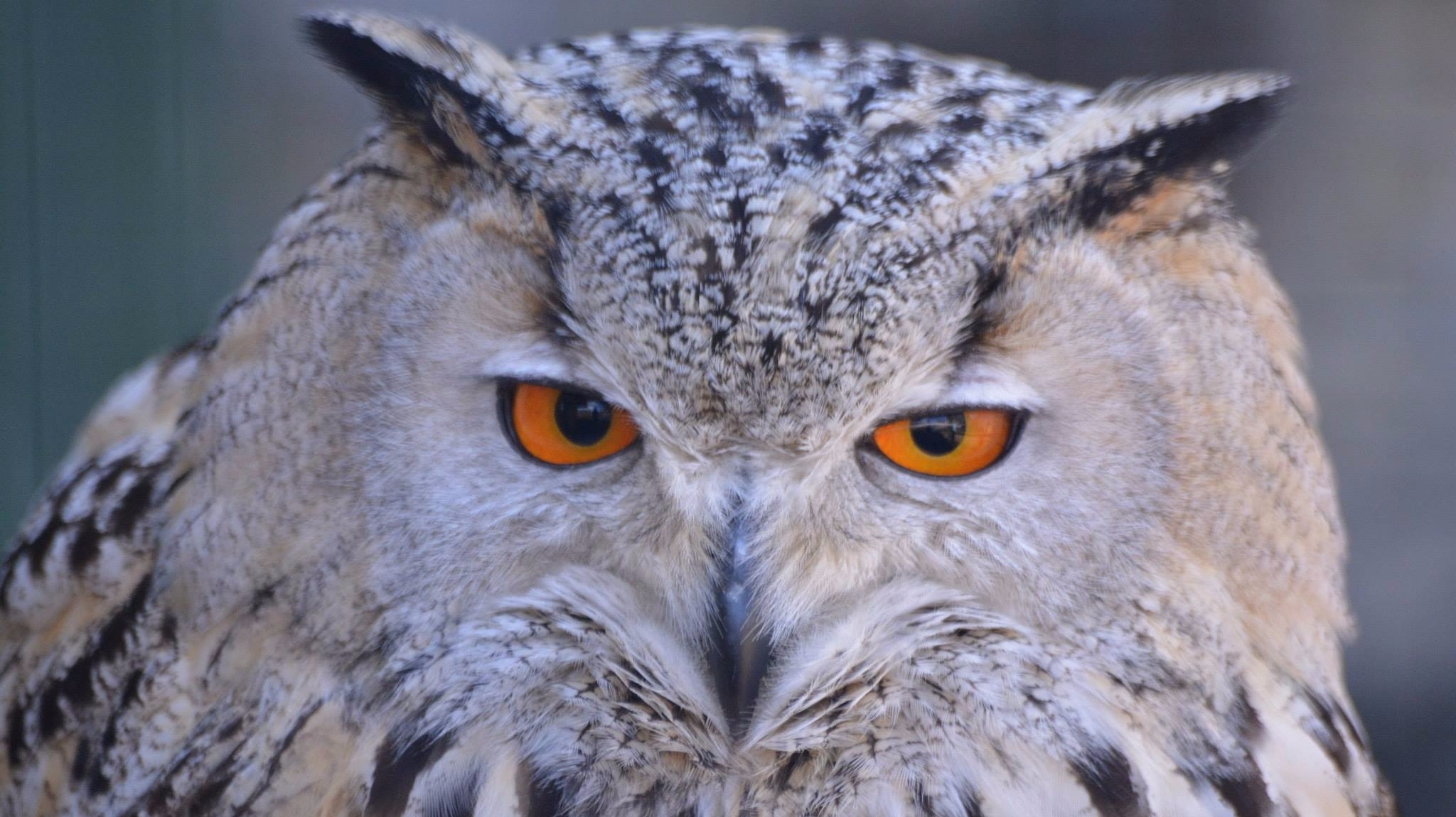 18-week-old eagle owl goes missing from Norfolk home | ITV News Anglia