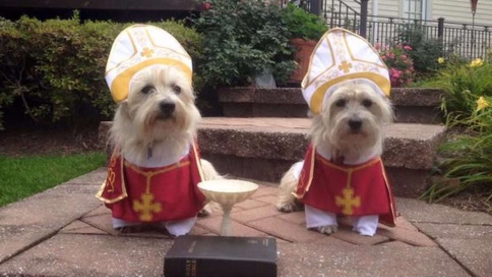 Pope clearance dog costume