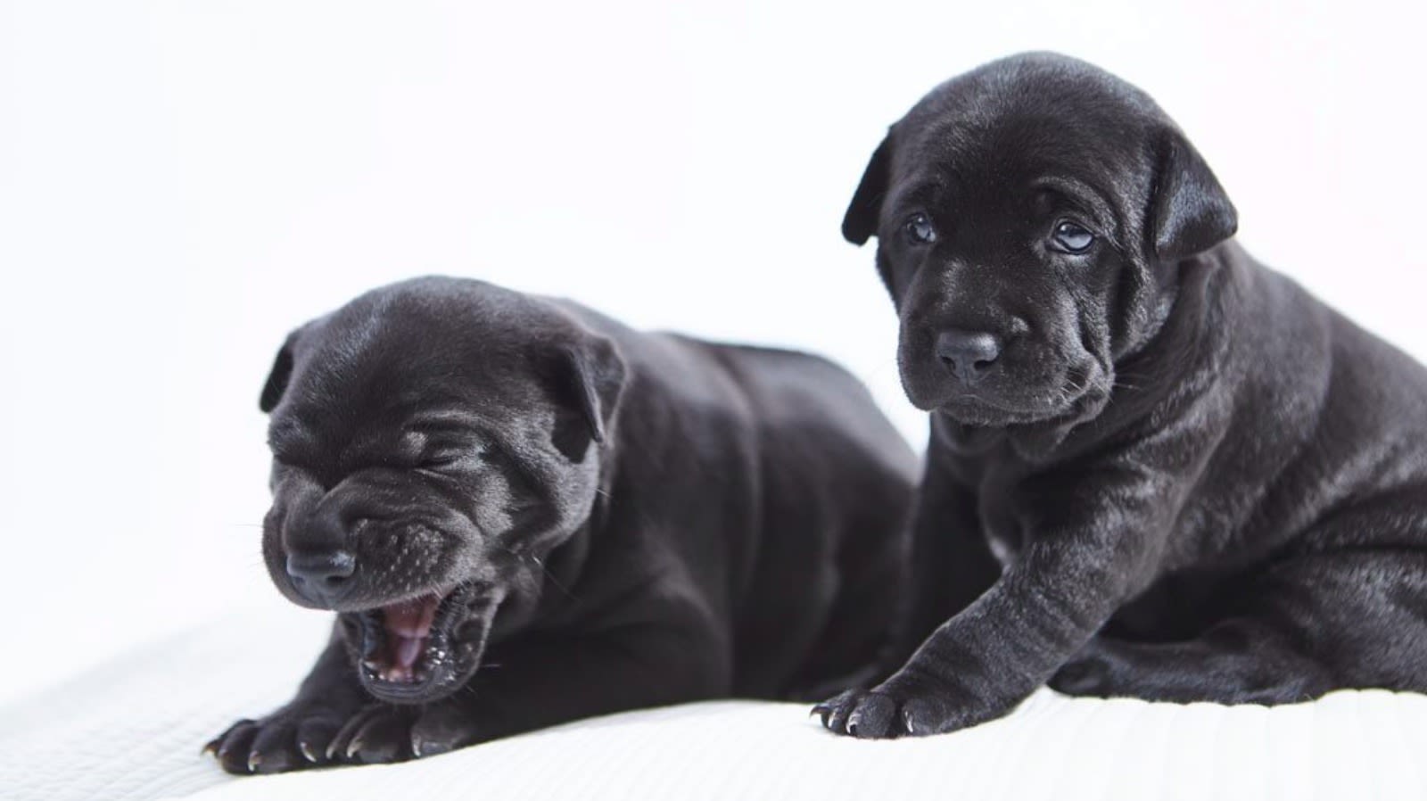 Phu quoc best sale ridgeback puppy