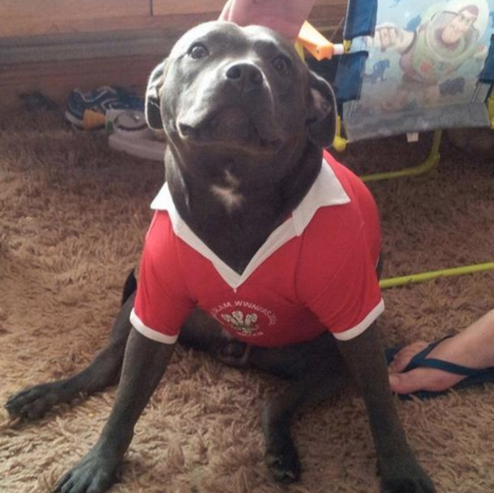 dog rugby shirt