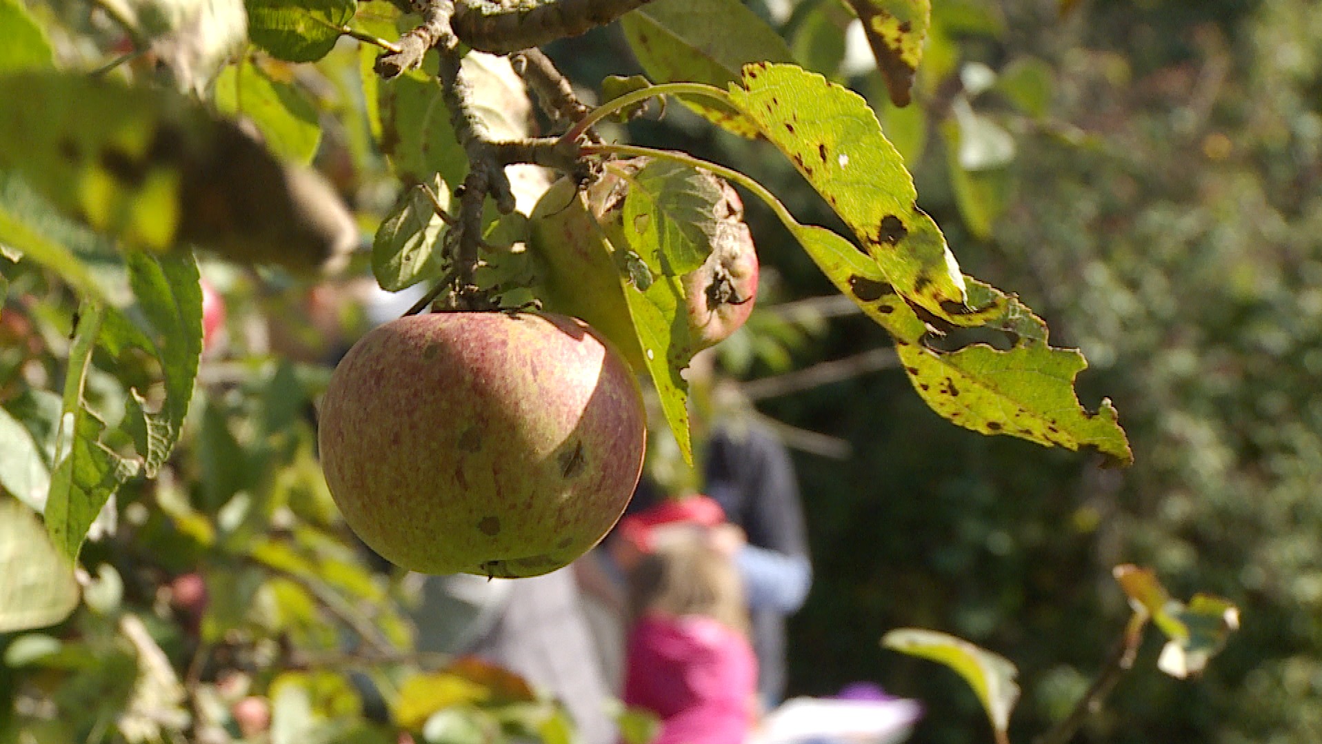 Hundreds attend 'apple days' throughout the region in celebration of