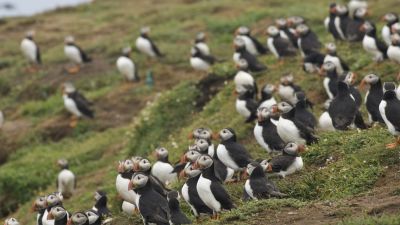 WS240321 PUFFINS HERO