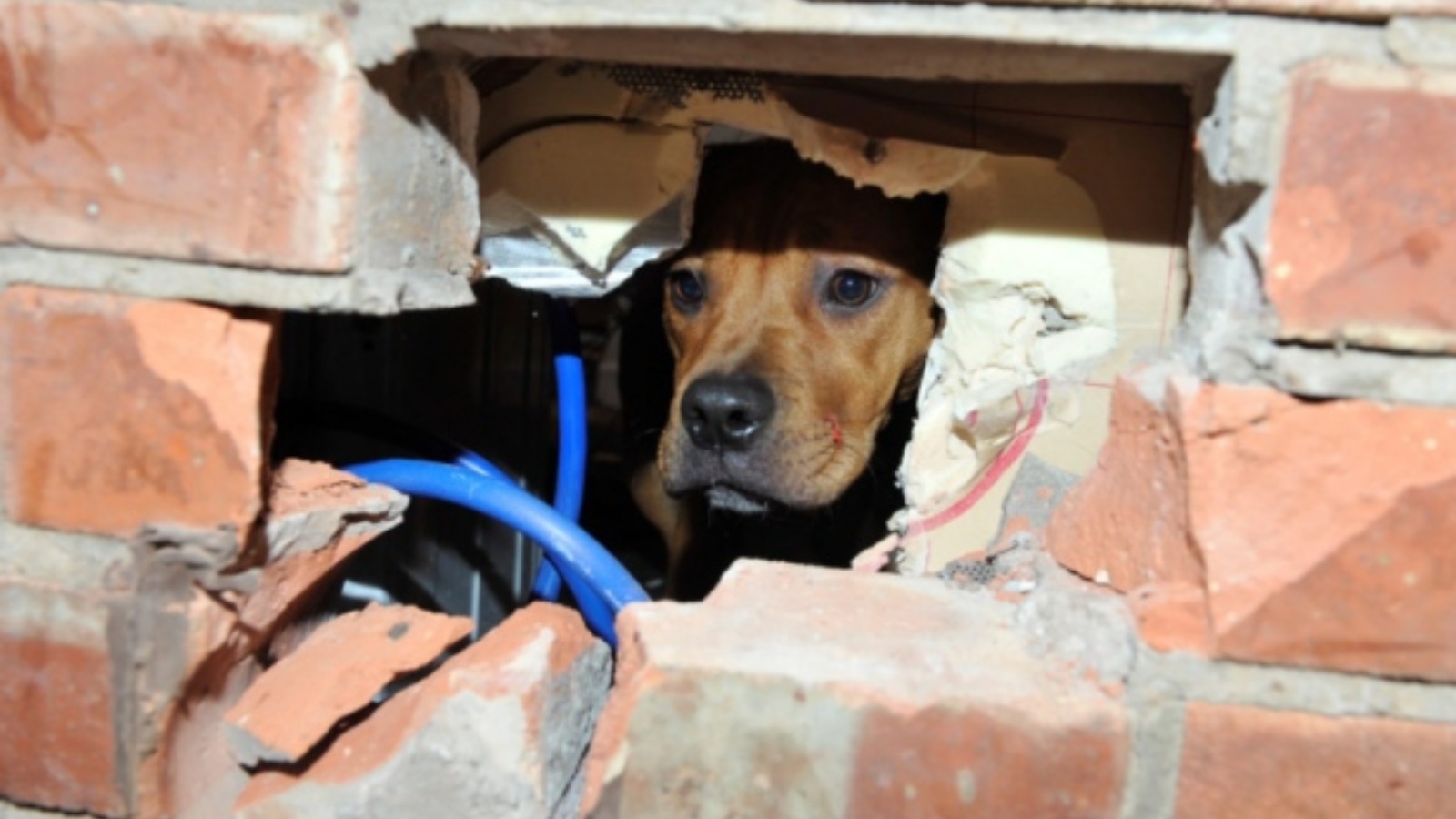 why does my dog lick drywall