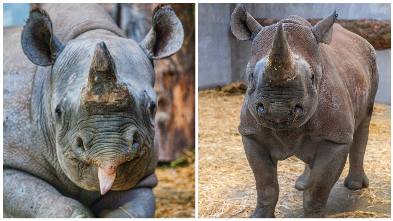 Rare black rhinos arrive at Pembrokeshire Zoo | ITV News Wales