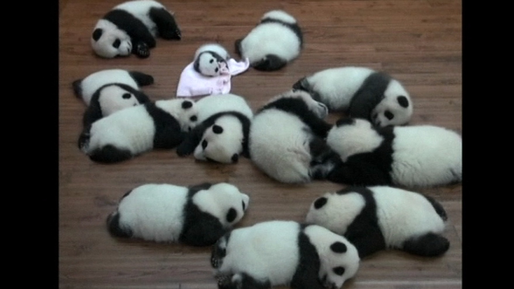 giant-panda-babies-make-first-public-appearance-itv-news