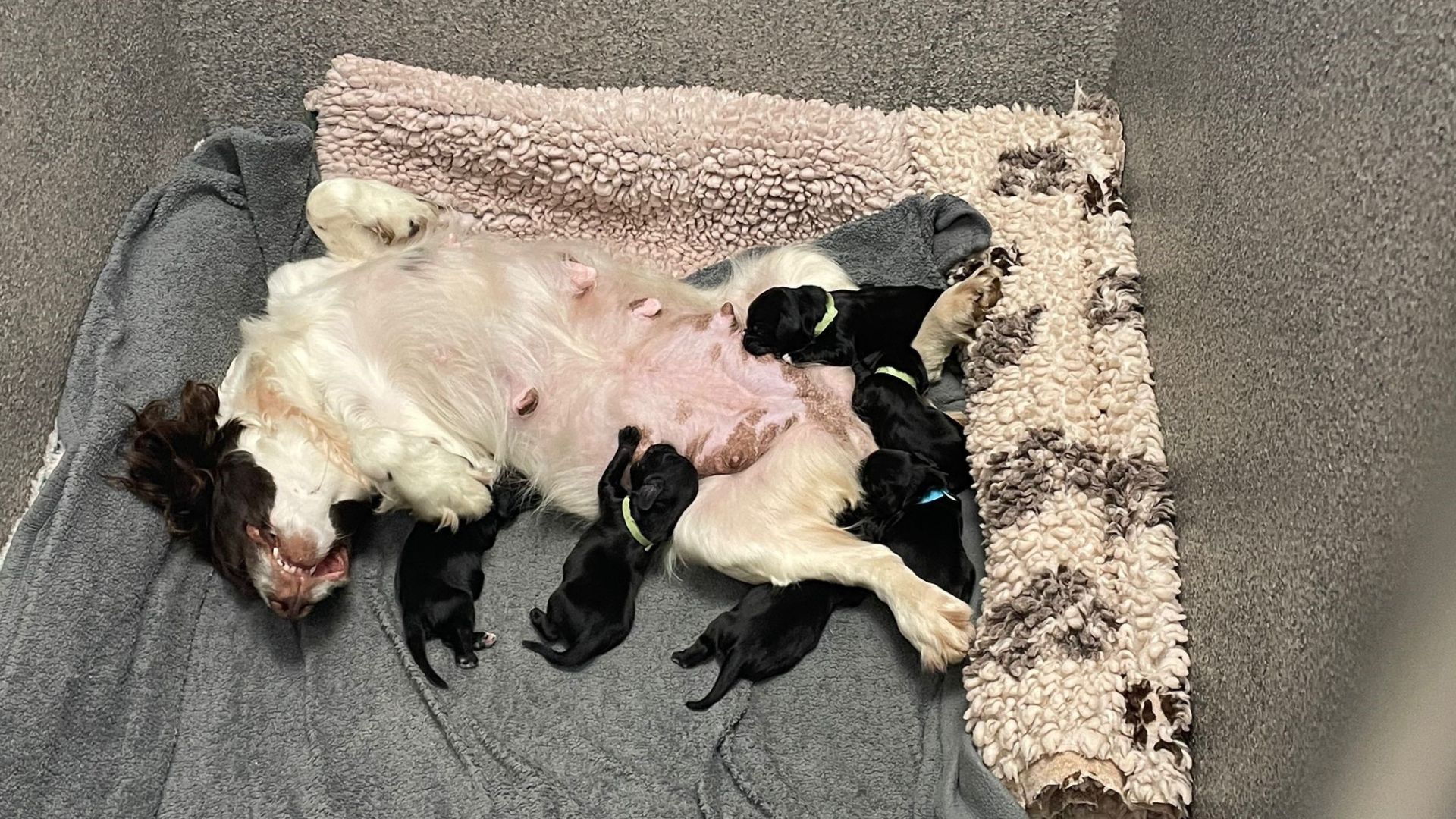 Cocker spaniel best sale puppies north east