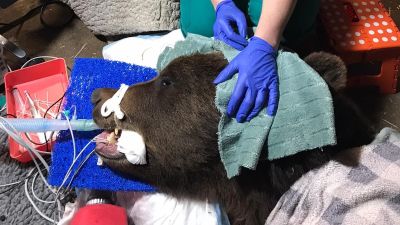 Bear has root canal work