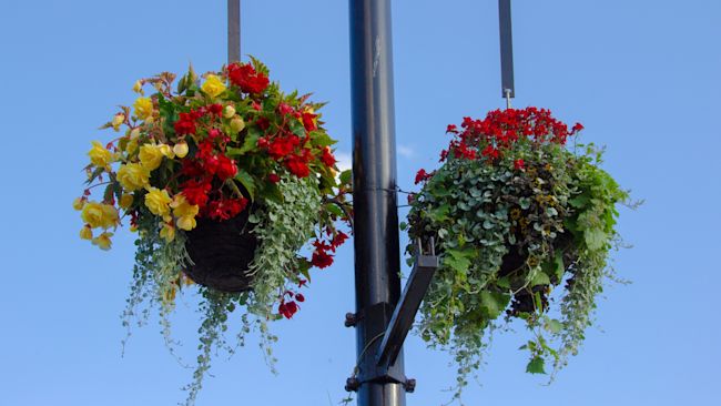 The hanging baskets in Chatteris, Cambridgeshire, could be under threat.