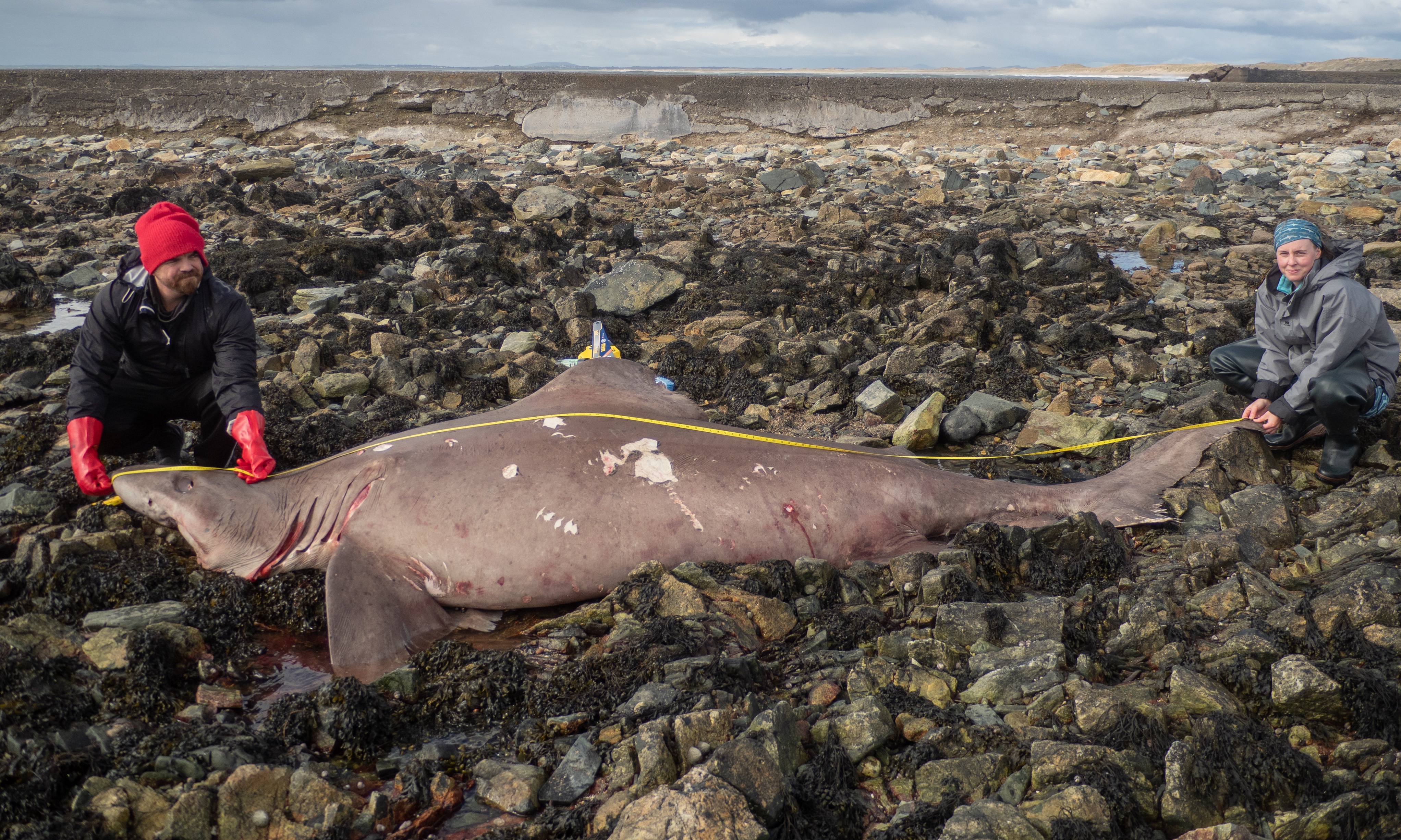 Second sighting of shark species spurs experts into action | UTV | ITV News