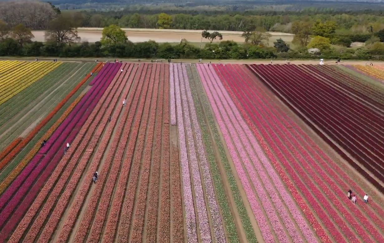 The science of pollen: managing hay fever symptoms | UTV | ITV News