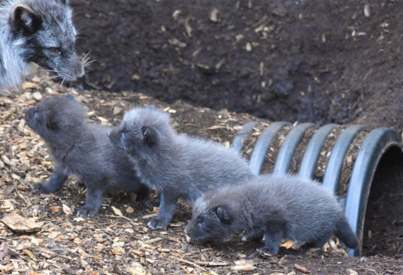 Dudley zoo welcome first ever litter of Arctic fox cubs | ITV News Central