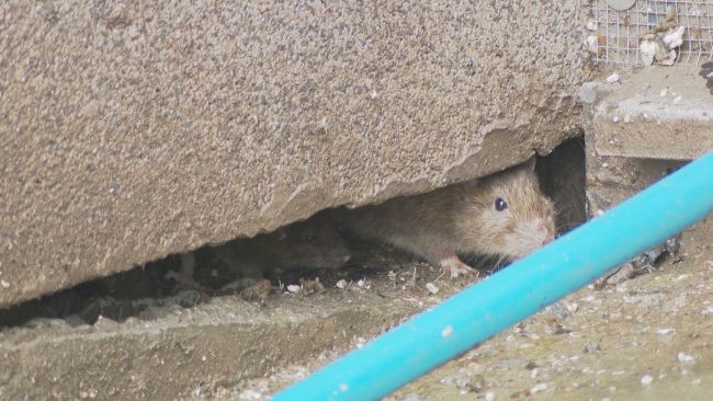 Rats have taken over a council estate building in Reading