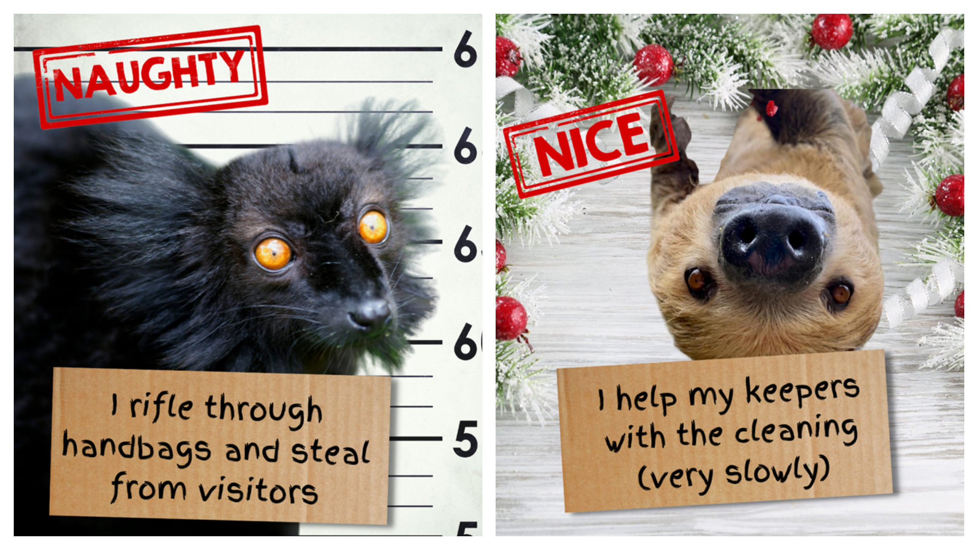 Pickpocketing lemur and cleaning sloth make animal park's naughty and nice  lists | ITV News Meridian