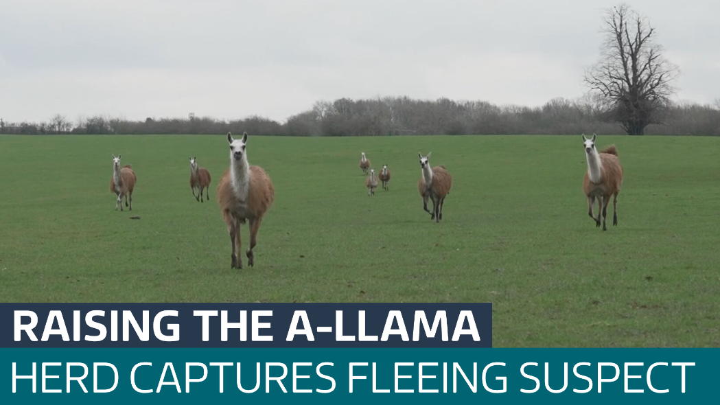Herd of crime-fighting llamas helps capture suspect fleeing police