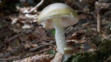 California officials warn against mushroom foraging after poisoning outbreak