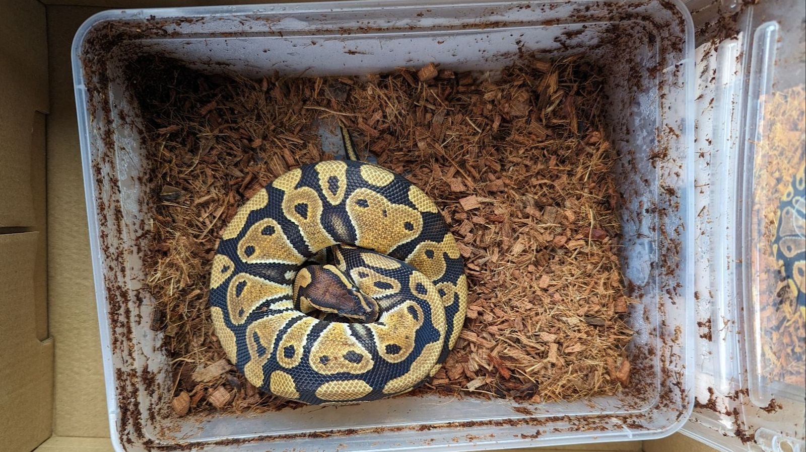 Python abandoned by park bin in Oxford with medical record taped to box ...