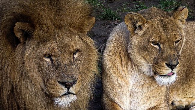 The lions from Africa Alive will temporarily move to Whipsnade Zoo in Bedfordshire.
Credit: Amy Temperton Photography