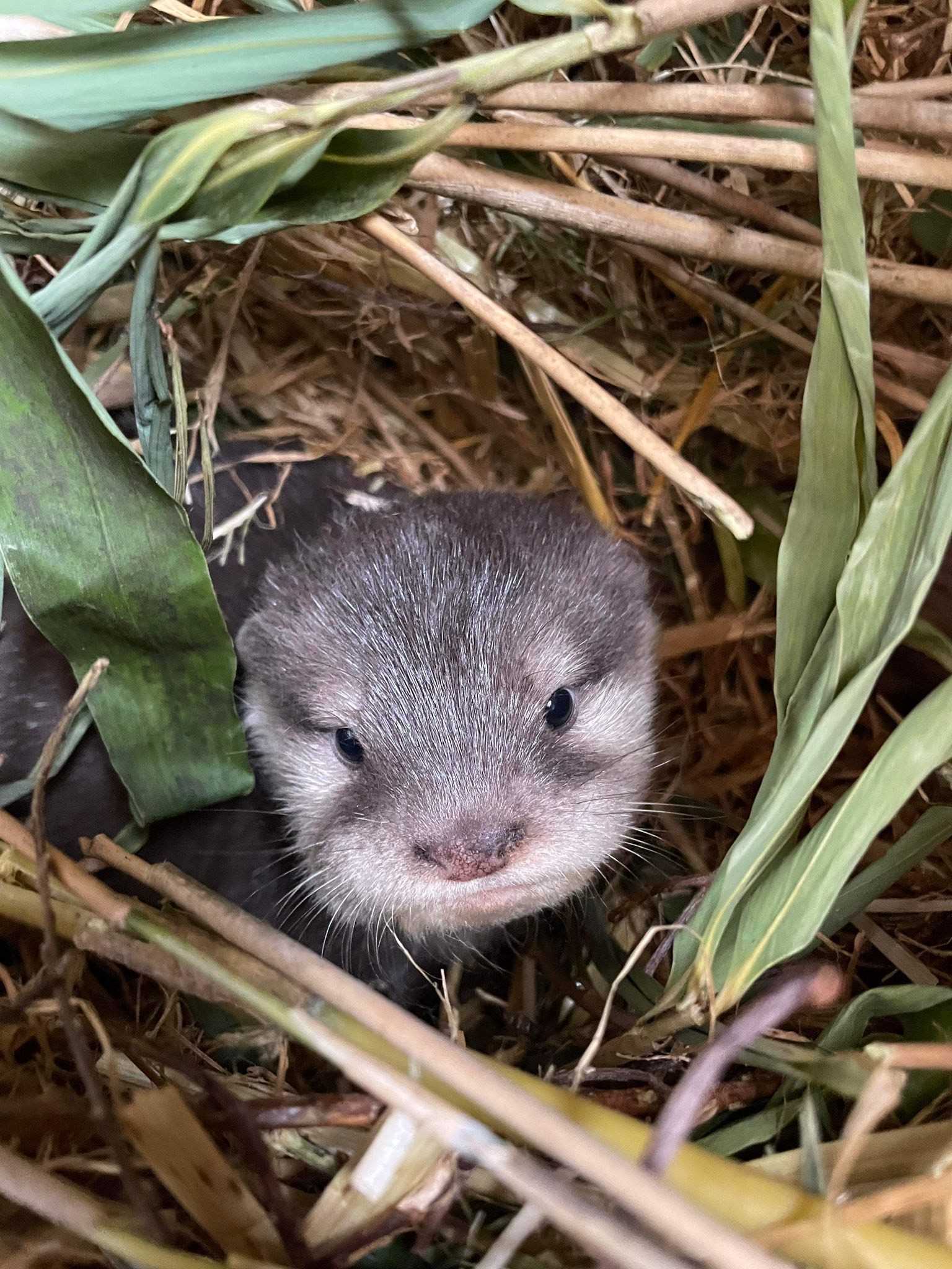 First pup of vulnerable otter species born at Woburn Safari Park