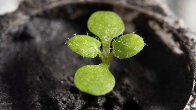 Cress grown in lunar soil could lead to crops on the moon, scientists say | ITV News