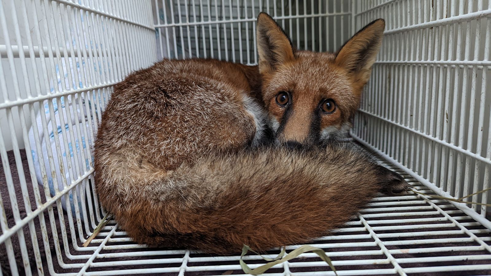 RSPCA rescues fox who became trapped under pontoon in Portsmouth | ITV ...