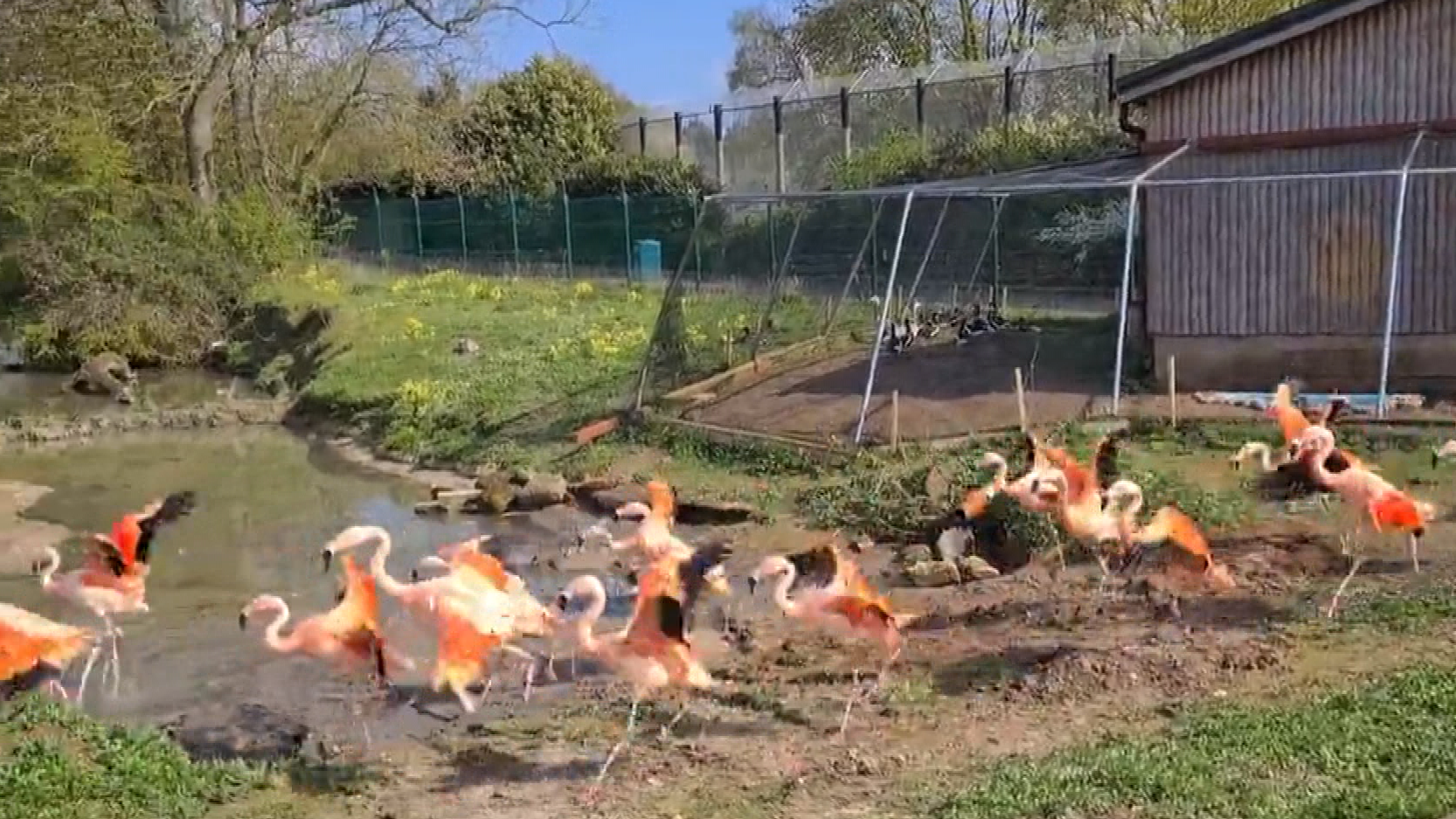 Watch the joyous moment zoo's flock of flamingos are freed from bird ...