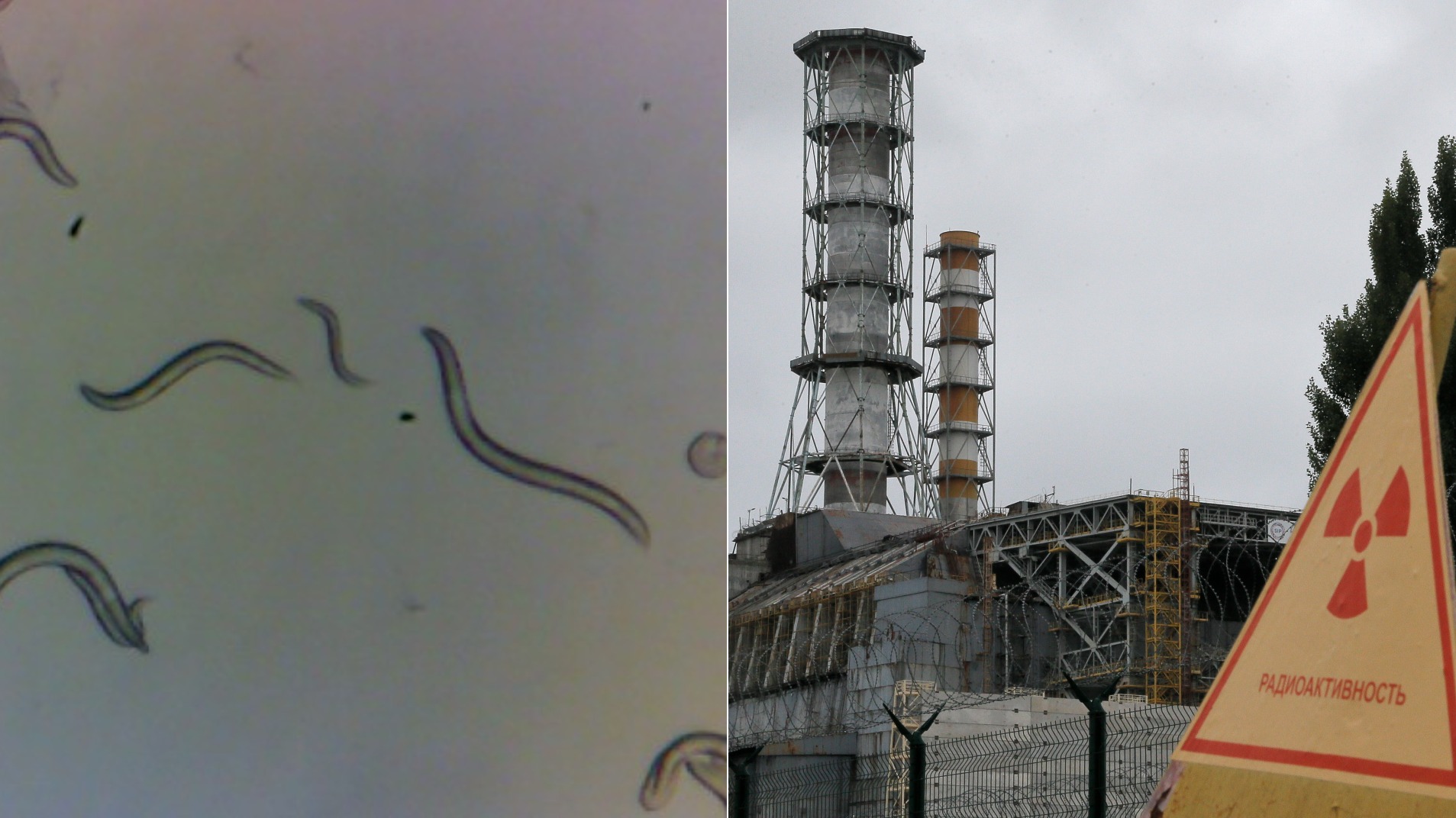 Radiation resistant worms in Chernobyl could be key for cancer